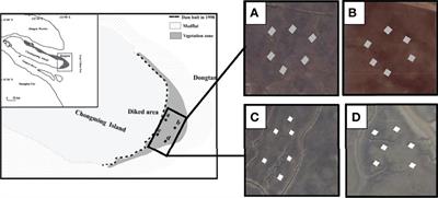 The Nitrogen Removal Ability of Salt Marsh Improved After Grazing Prohibition